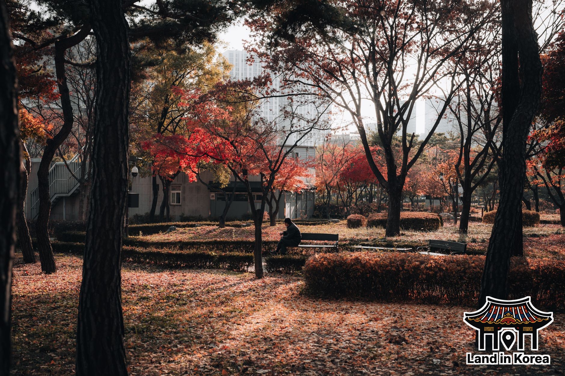 Timing Cherry Blossoms and Fall Foliage in Korea Right